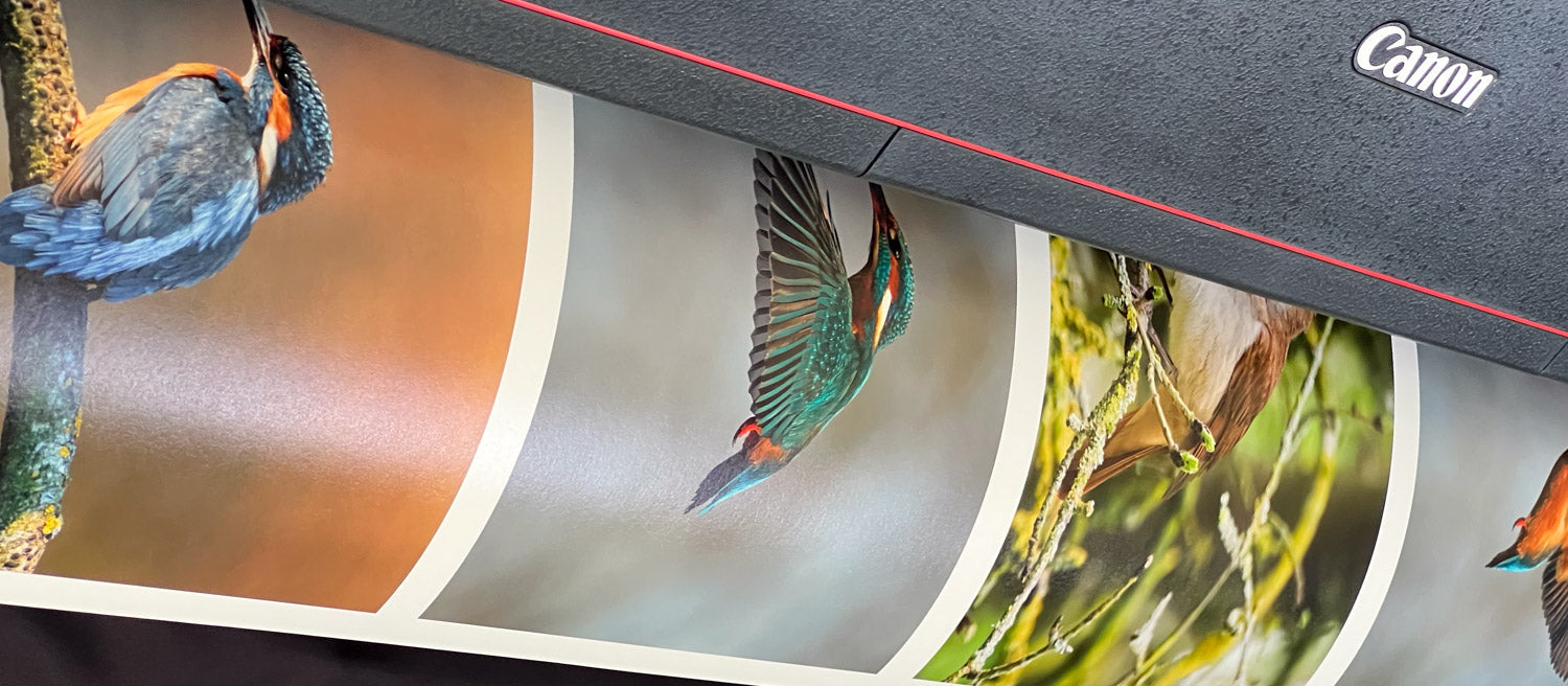 Fine Art Prints for Charlie Swan, Bird Photographer