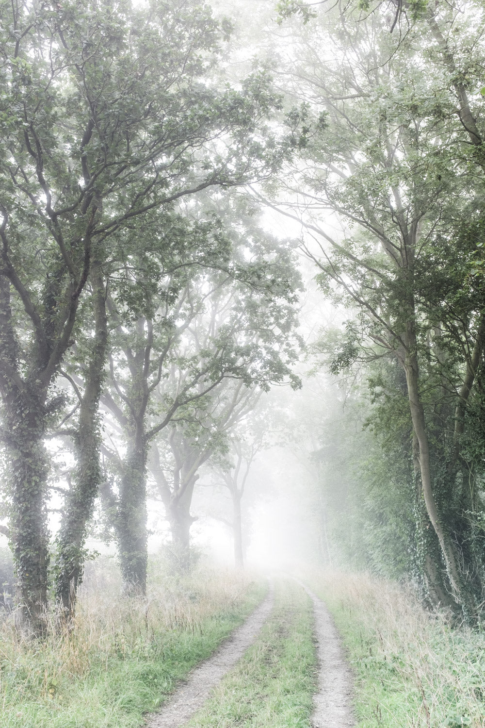 Matt Premium Photographic Prints